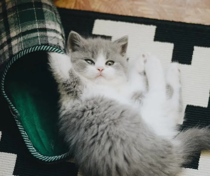 When Our Cat Was Little It Was The Happiest When I Gave It Belly Rubs