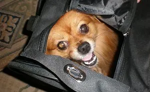 Post A Photo Of Your Pet Having A Good Time