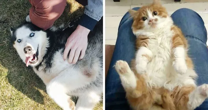 Post A Photo Of Your Pet Having A Good Time