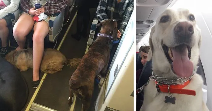Airlines Break Their Own Rules So Pets Can Escape Fires