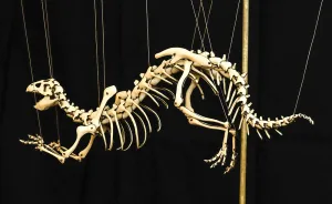 I Love To Design Dinosaur Skeletons Using Leather
