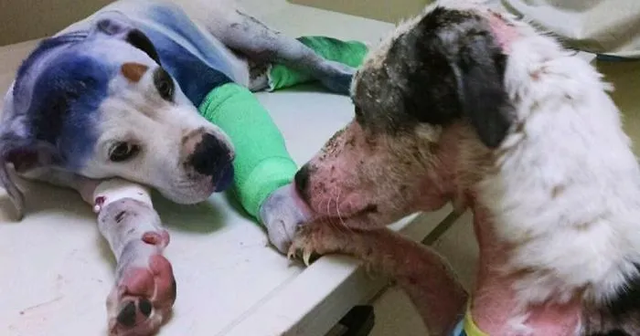 Rescue Dog Comforts His Injured Friend Who's Been Through Hell Just Like Him