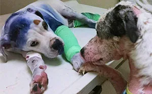 Rescue Dog Comforts His Injured Friend Who's Been Through Hell Just Like Him