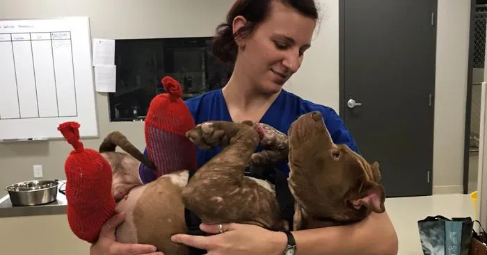 Dog Rescued From Fighting Now Gets All The Love He Needs