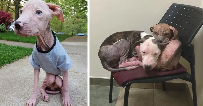 Abused Pit Bull Puppies Find Comfort In Each Other After Being Rescued
