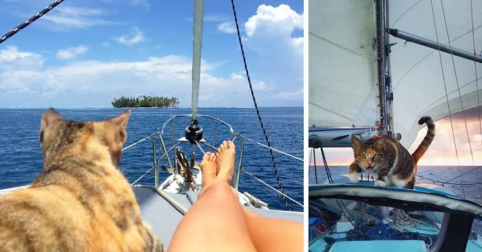 Woman Quits Her Job And Sails Around The World With Her Rescue Cat