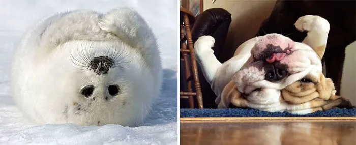 Seals Are Actually Ocean Puppies (40 Pics)