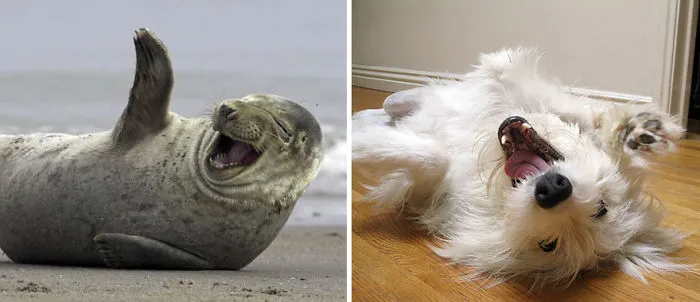 Seals Are Actually Ocean Puppies (40 Pics)