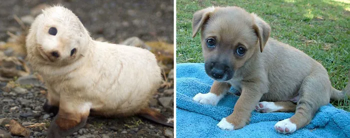 Seals Are Actually Ocean Puppies (40 Pics)