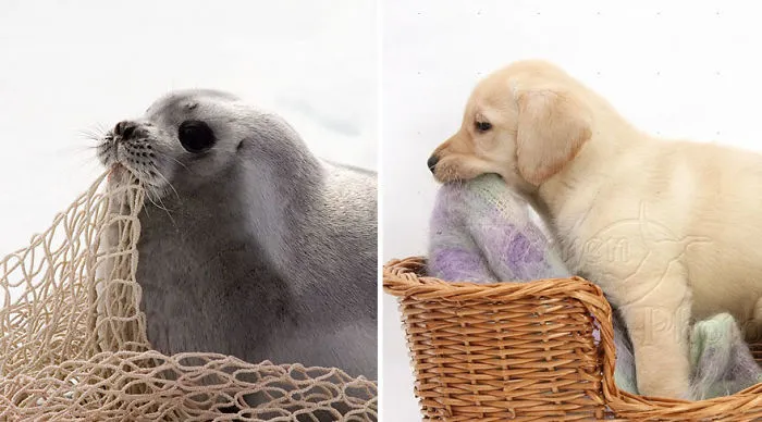 Seals Are Actually Ocean Puppies (40 Pics)