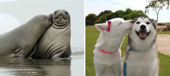 Seals Are Actually Ocean Puppies (40 Pics)
