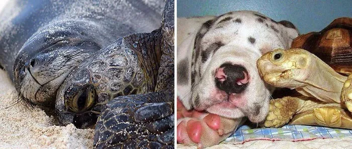 Seals Are Actually Ocean Puppies (40 Pics)