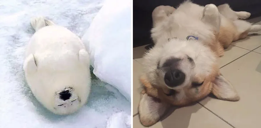 Seals Are Actually Ocean Puppies (40 Pics)