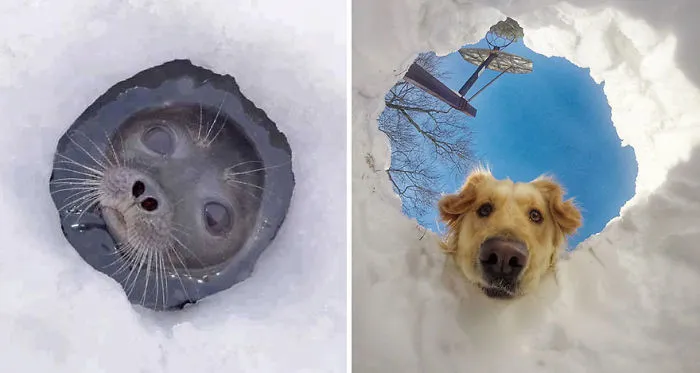 Seals Are Actually Ocean Puppies (40 Pics)
