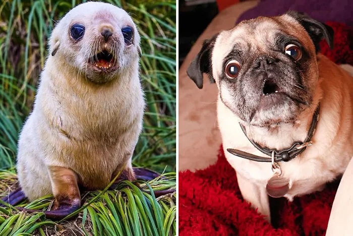Seals Are Actually Ocean Puppies (40 Pics)