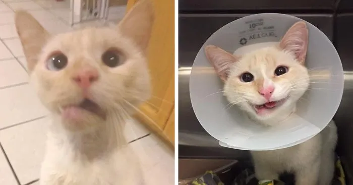 Rescue Cat Turns Broken Jaw Into Gorgeous Smile