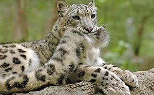 Snow Leopards Love Nomming On Their Fluffy Tails (12 Pics)