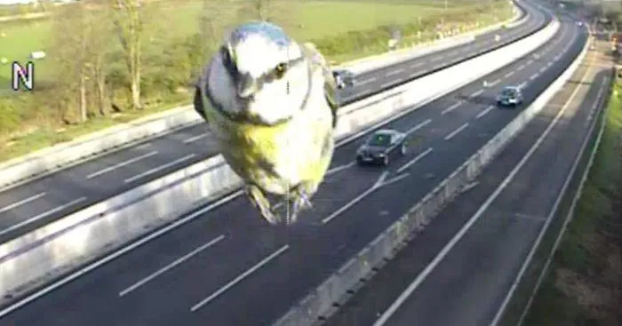 Traffic Camera Captures Speeding Blue Tit on UK Motorway