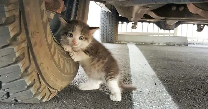 A Guy Found A Scared Kitten Under A Truck And Just Couldn't Say No To Her