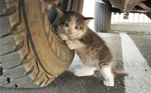 A Guy Found A Scared Kitten Under A Truck And Just Couldn't Say No To Her