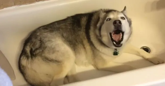 Stubborn Husky Throws Adorable Tantrum To Stay In The Bathtub