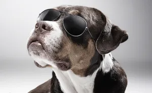 How A Dog Shelter Became A Talent Agency