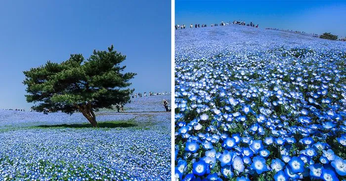 4.5 Million Baby Blue Eyes Just Bloomed In Japan's Hitachi Seaside Park And I Shot Them