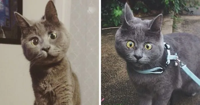 This Permanently Surprised Cat Wasn't Supposed To Survive, Now He's 4 Years Old