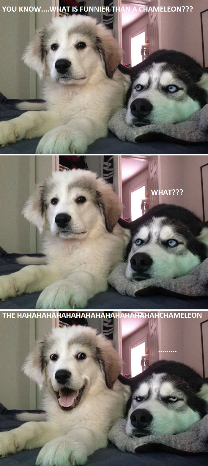 The Hahahahahachamelon...!