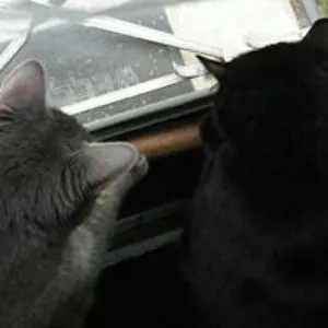 Claws with Paws LLC