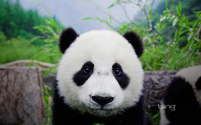 Panda in lush forest setting with vibrant greenery, promoting Studio Ghibli wallpapers for smartphones.