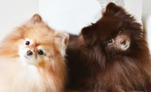 Meet Coala And Cawaii, The Two Pomeranian Fluff Balls That Changed My Life