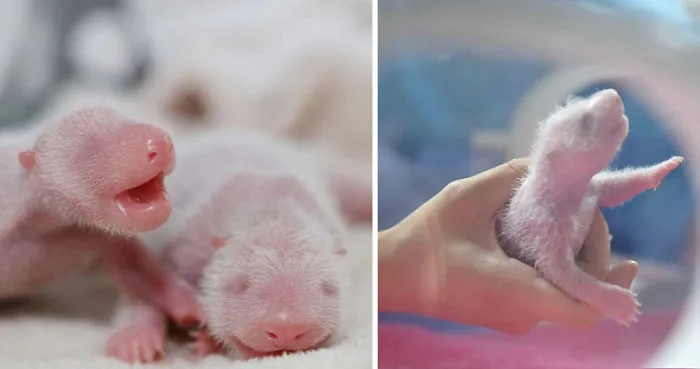 A Panda Is Good, Two Is Better: First Look At The Newborn Twins Cubs China!