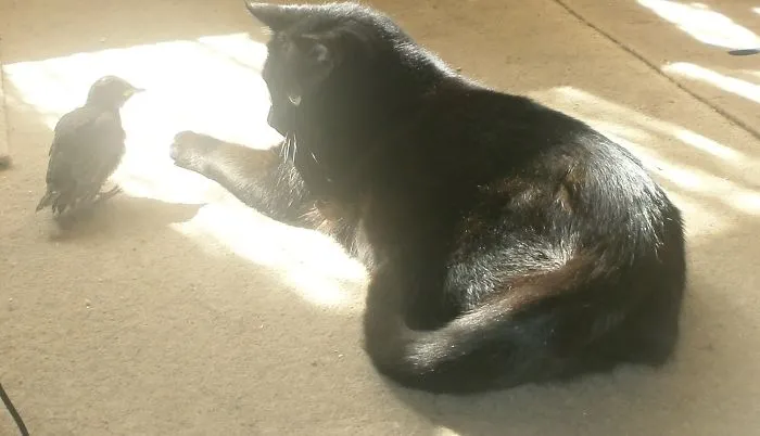 Bird Meets Cat