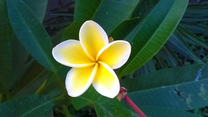 I Captured These Photos In My Village