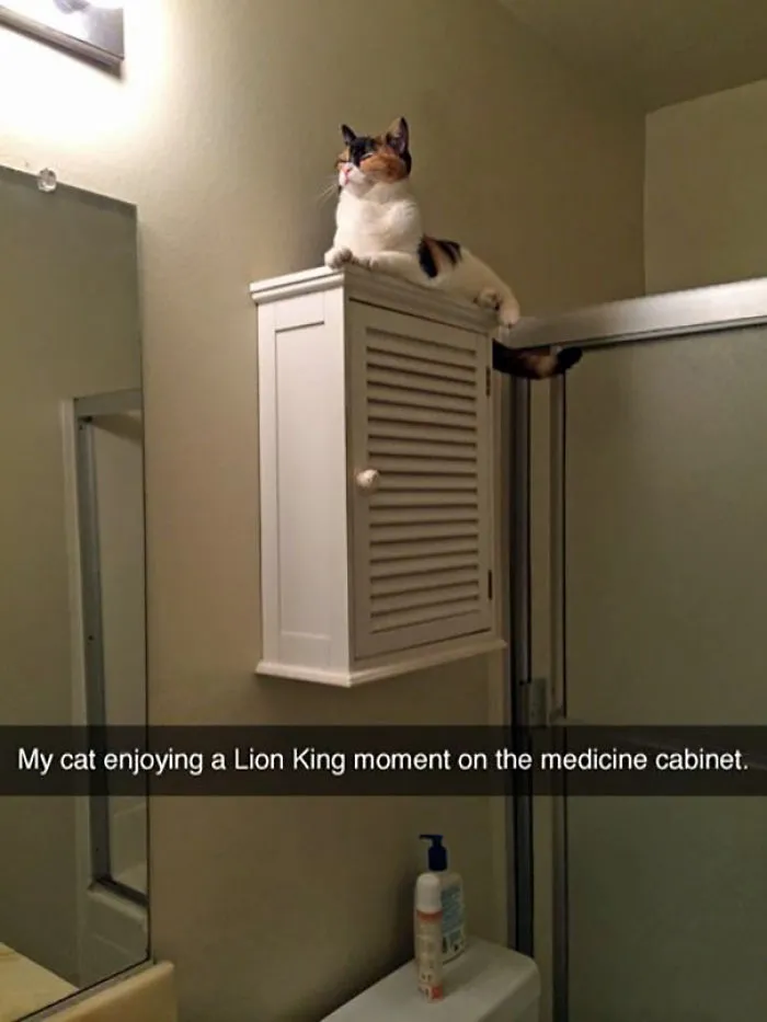 Cat sitting atop a bathroom cabinet, creating a hilarious Snapchat moment.