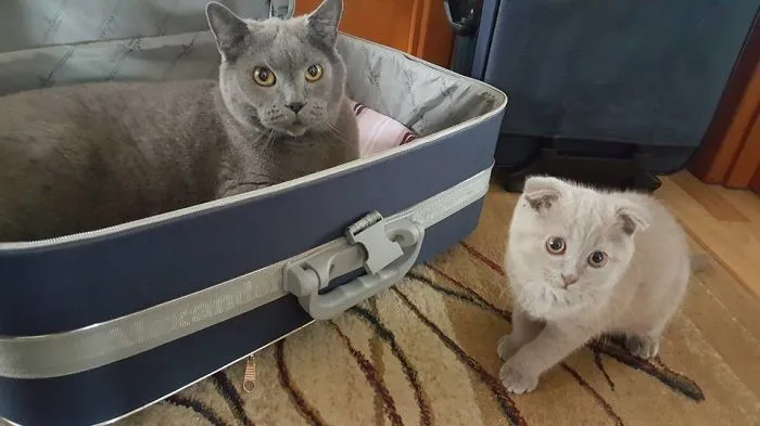 Travel Cat Oscar