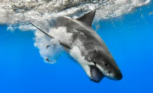 I Photograph The Great White Sharks Of Isla De Guadalupe