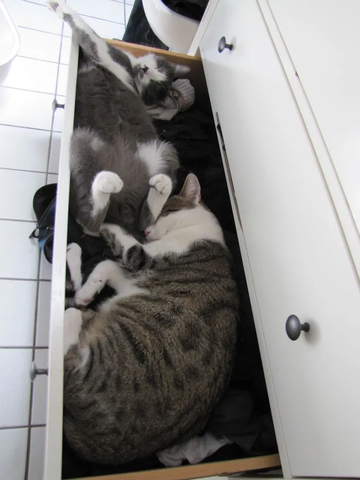 Cats & Socks