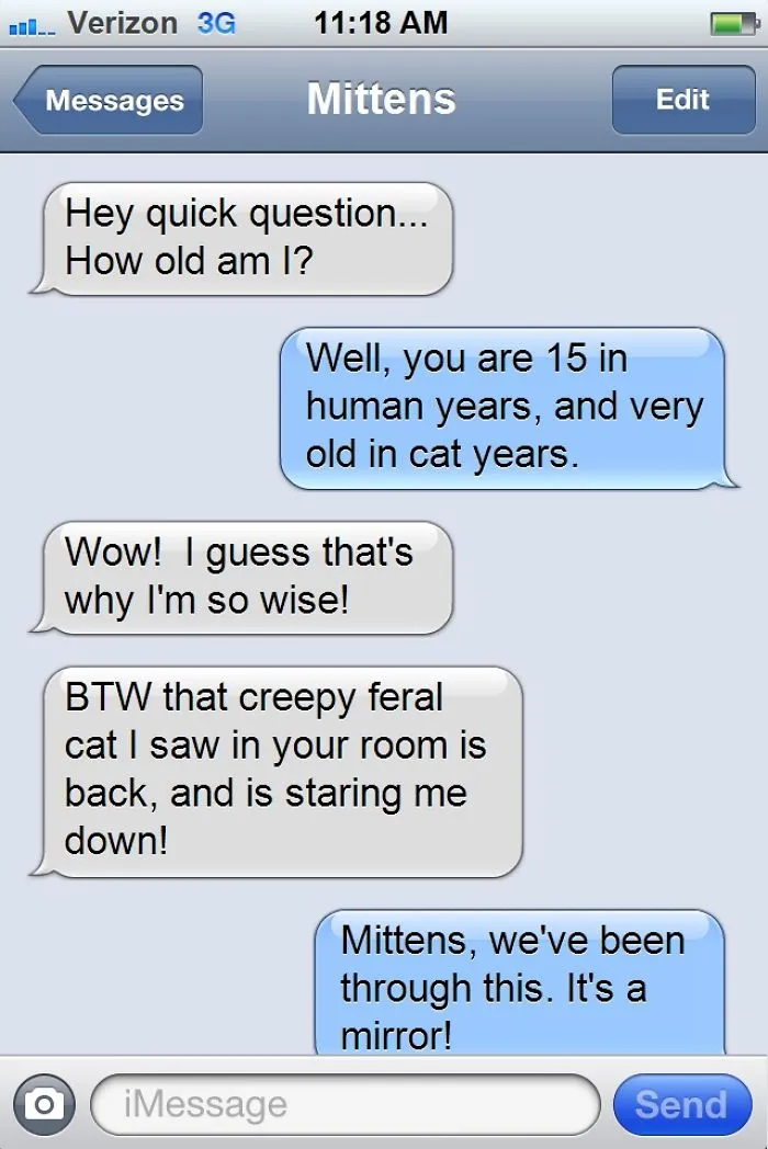 What If Cats Could Text? Woman Shares Conversations With Her 3 Rescued Cats