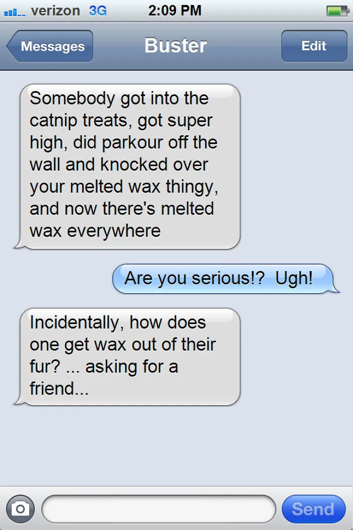 What If Cats Could Text? Woman Shares Conversations With Her 3 Rescued Cats