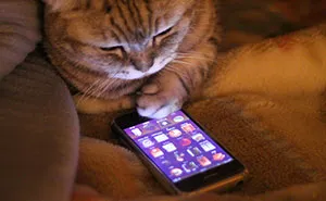 What If Cats Could Text? Woman Shares Conversations With Her 3 Rescued Cats