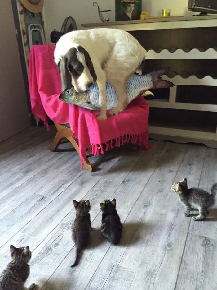 What Fish?