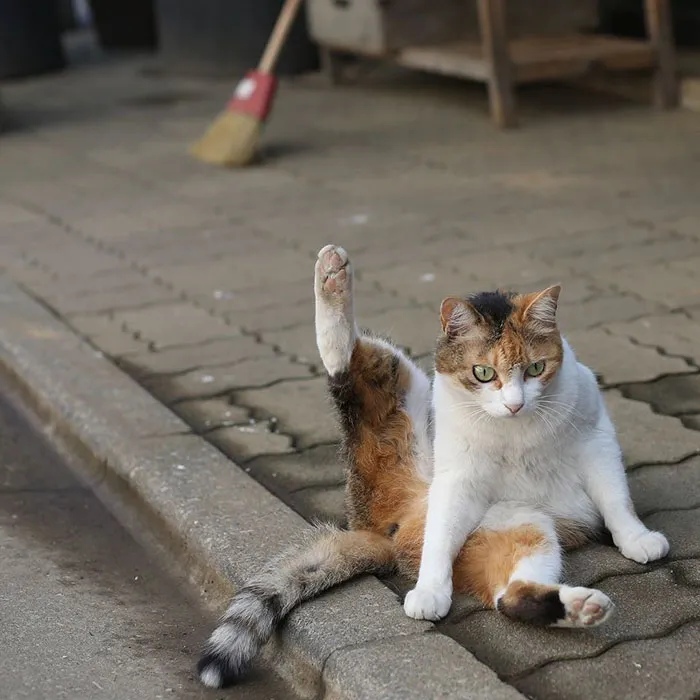 Japanese Photographer Documents The Many Faces of Tokyo's Stray Cats (47 Pics)