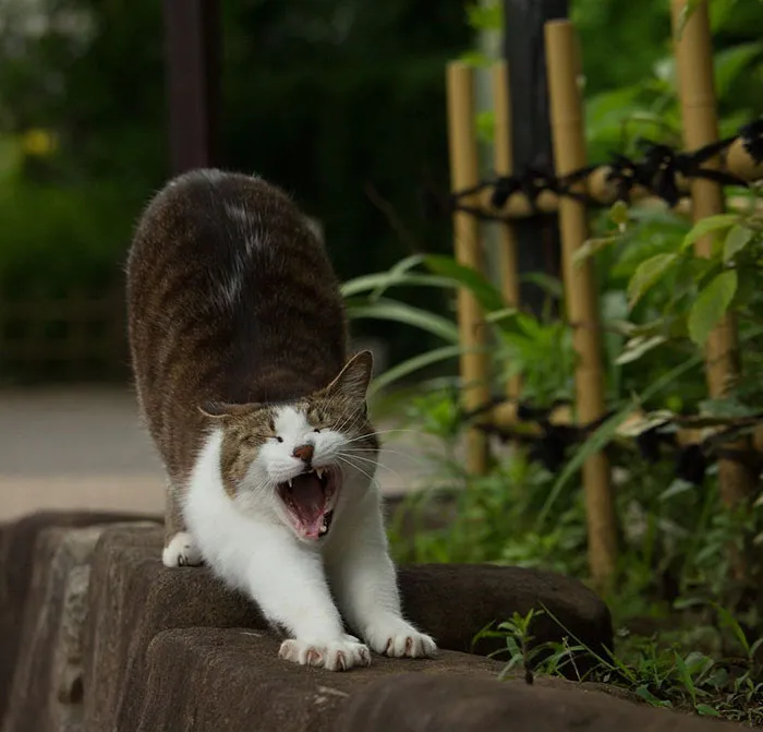 Japanese Photographer Documents The Many Faces of Tokyo's Stray Cats (47 Pics)