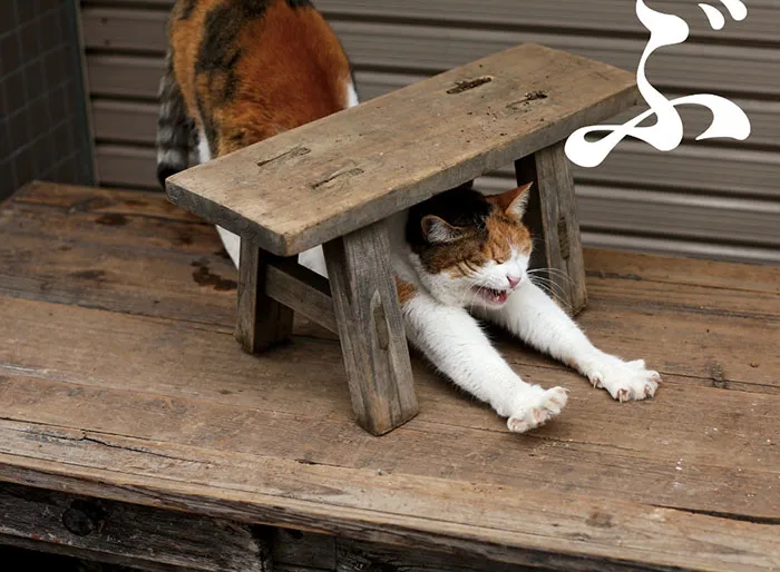 Japanese Photographer Documents The Many Faces of Tokyo's Stray Cats (47 Pics)