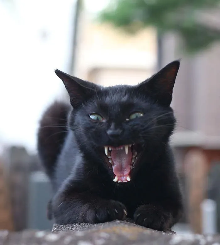 Japanese Photographer Documents The Many Faces of Tokyo's Stray Cats (47 Pics)