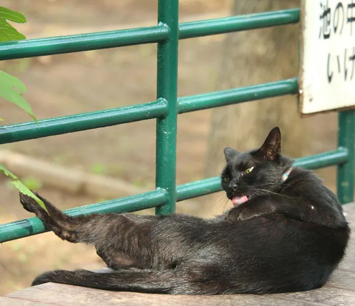 Japanese Photographer Documents The Many Faces of Tokyo's Stray Cats (47 Pics)