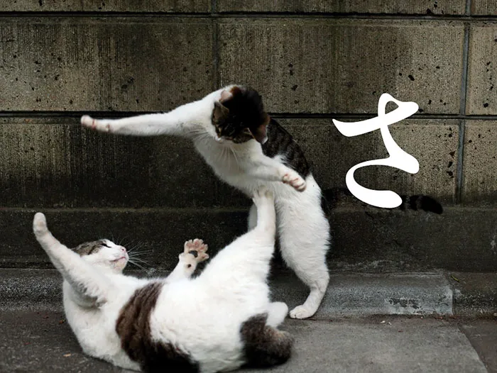 Japanese Photographer Documents The Many Faces of Tokyo's Stray Cats (47 Pics)