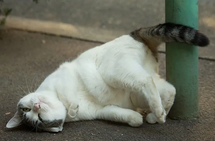 Japanese Photographer Documents The Many Faces of Tokyo's Stray Cats (47 Pics)
